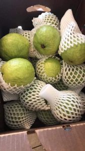 guava-traicayflorida-item-2