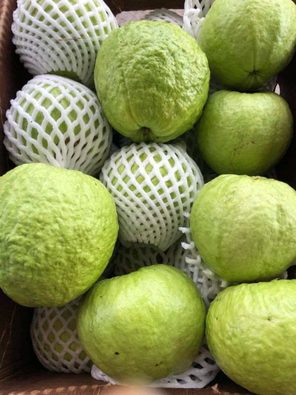 guava-traicayflorida-item-7
