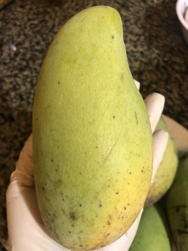 mango-traicayvietflorida-item-3
