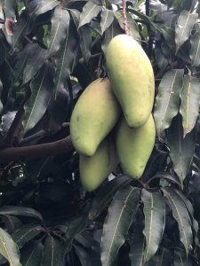 mango-traicayvietflorida-item-4