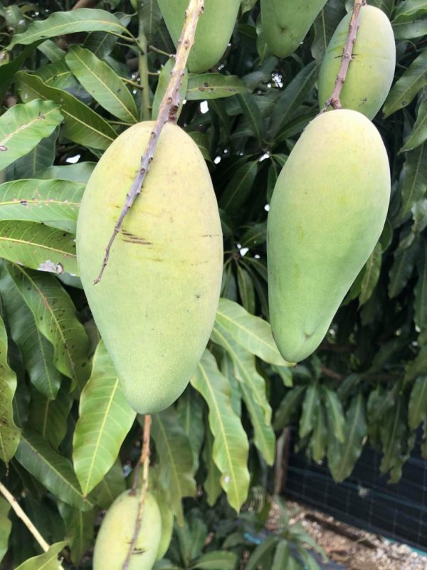 mango-traicayvietflorida-item-5