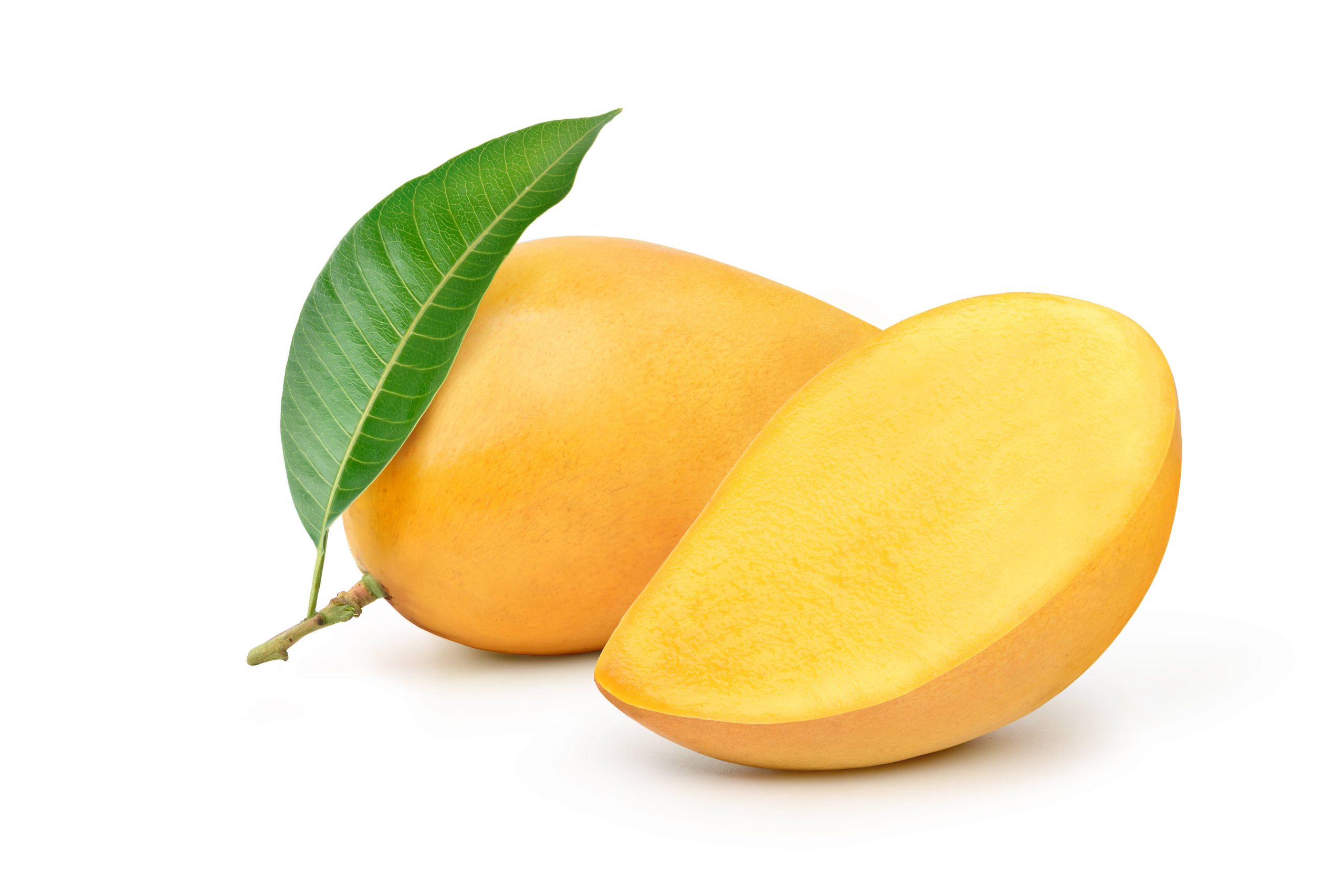MANGO Tropical Fruit Florida MANGO Tropical Fruit Florida