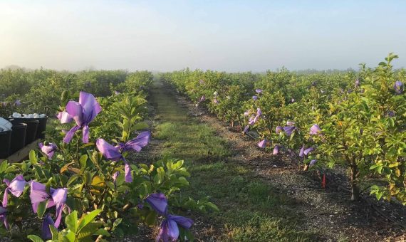 traicayvietflorida.com-farm-4