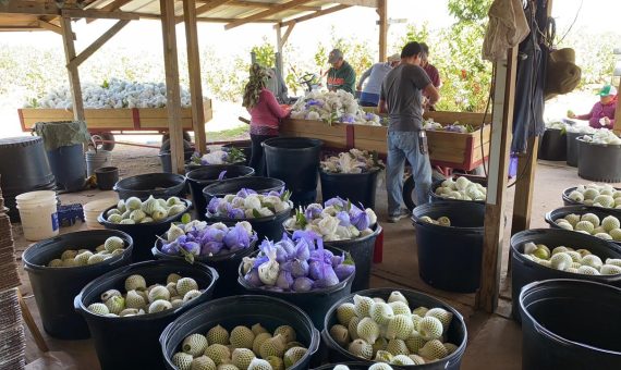 traicayvietflorida.com-farm